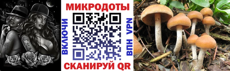 где можно купить   ссылка на мегу ссылка  Псилоцибиновые грибы Magic Shrooms  Динская 